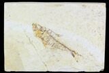 Bargain, Fossil Fish Plate (Diplomystus) - Wyoming #108297-1